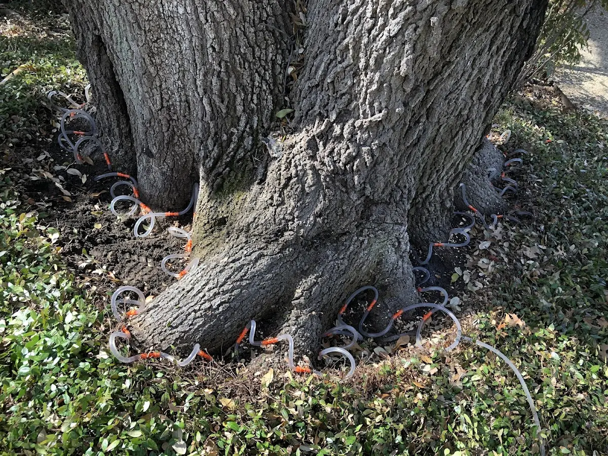 Detailed Tree Cabling and Bracing job site in Cliff Island